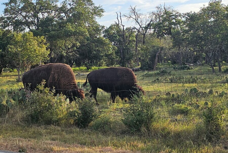 660 Cypress Pass Road, Spring Branch TX 78070 COMING SOON! Interior Photo 4